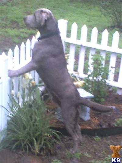 Stud Dogs in OK